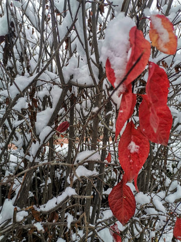 行走在大夏河畔