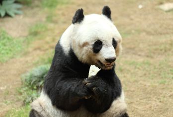 【成都研学】熊猫义工一日营（8岁以上或亲子营）【一起做保护大熊猫的志愿者】