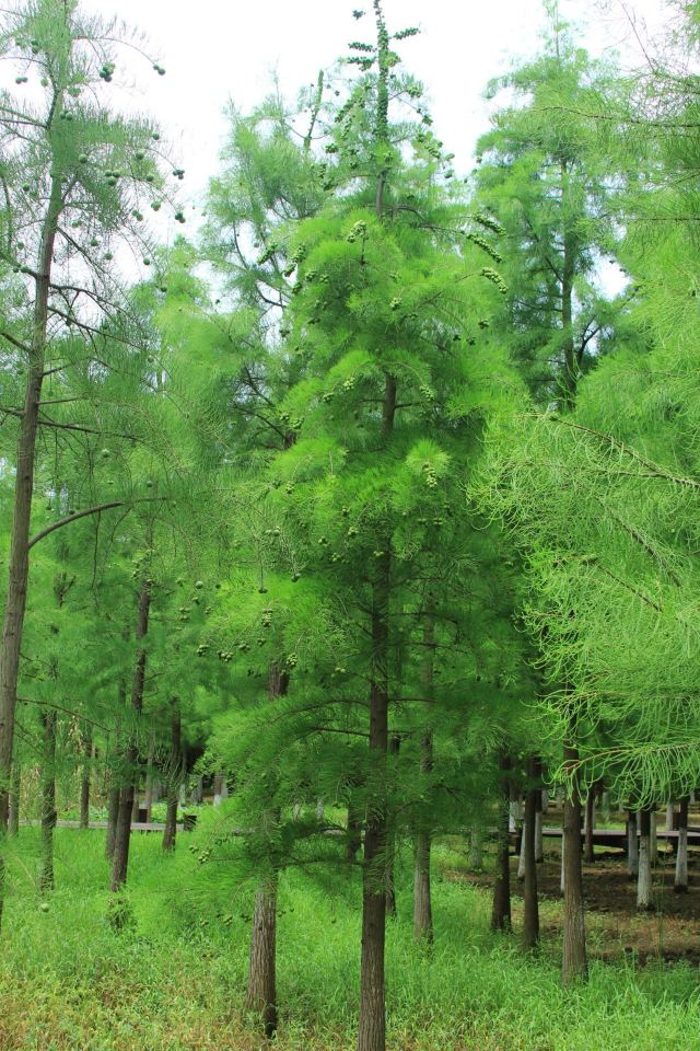龙灵山生态公园旅行图片 9