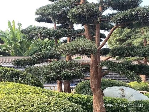 罗汉松园