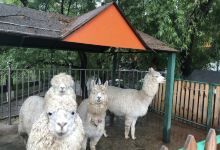 本溪动物园景点图片