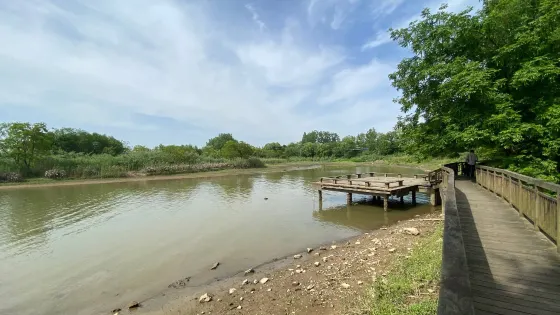洋浦濕地