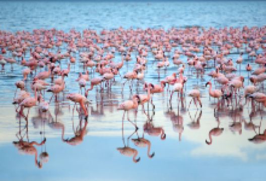 纳库鲁湖国家公园景点图片