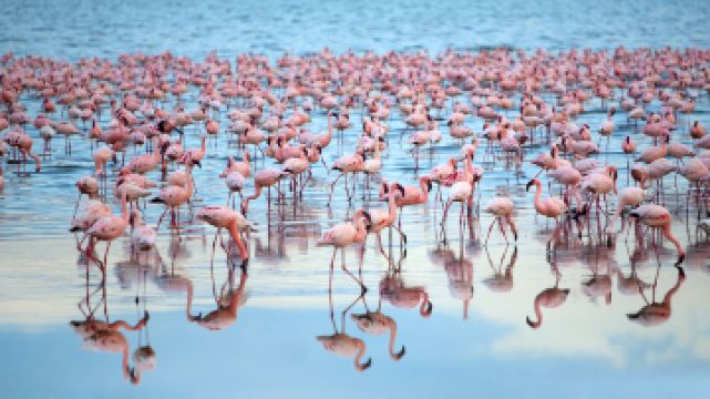 纳库鲁湖国家公园