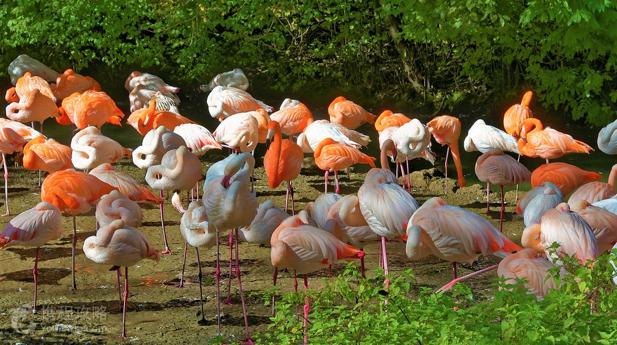 海拉布倫動物園