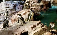 新英格兰水族馆-波士顿-q****ky