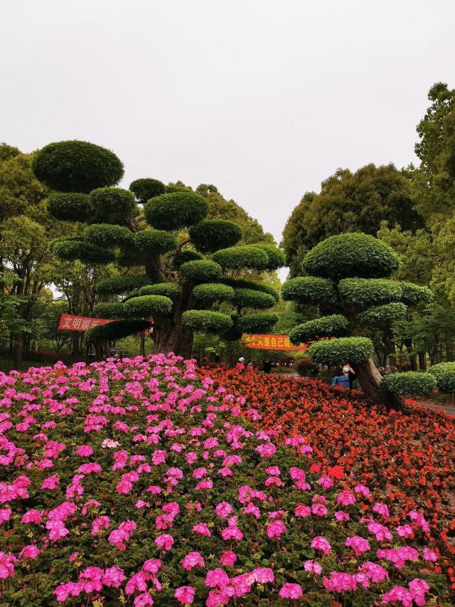 金桥公园旅行图片 15