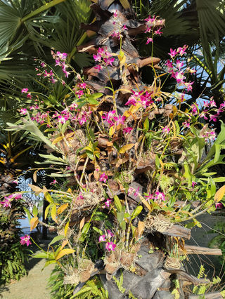 石斛，父亲之花的牺牲精神