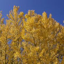 伊豆之国市图片