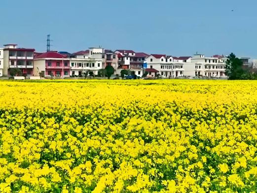 鼎湖油菜花观景点