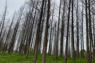 巴溪洲