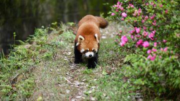 Chengdu Giant Panda Base Red Panda House