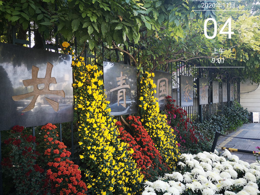 当菊花遇到了五棵松