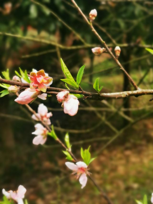 南岭植物园旅行图片 6