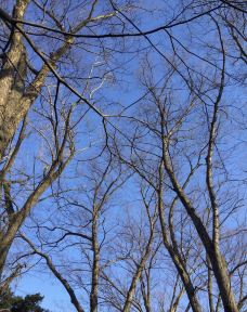 京都御所-京都-小凌60