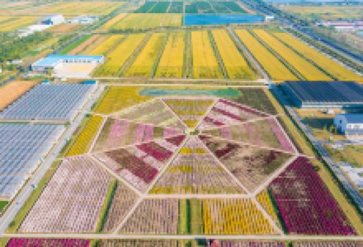 鹤乡菊海景区景点图片