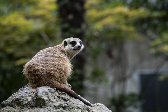 上海野生动物园旅游攻略动物精彩照片集锦（二）