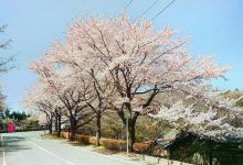成田市樱之山景点图片