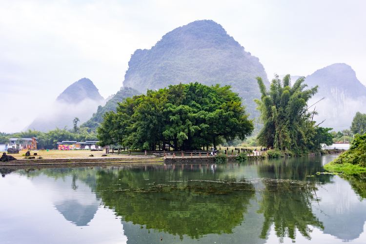 大榕树