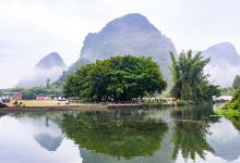大榕树景点图片