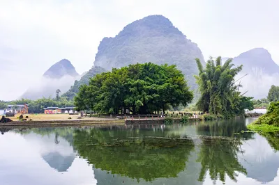 大榕树