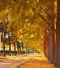 邳州游记图文-这个低调的苏北小城，银杏树美了上千年却鲜为人知！