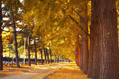 北京游记图片] 国内这几个小众赏秋胜地曝光，藏着最美的深秋景色！