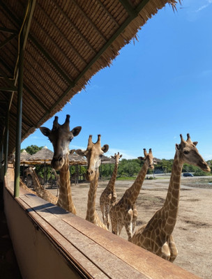泰国safari world大型野生动物园,全家人都满意的好去地方!