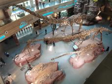 安徽省地质博物馆-合肥-一枕听香