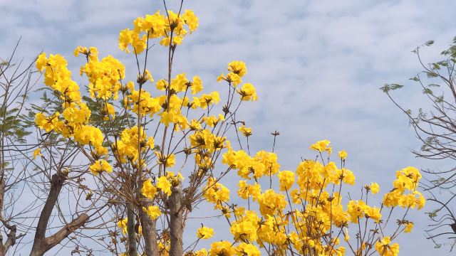 黄牛埔森林公园旅行图片 5