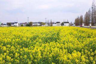 小资文艺浪漫！最强地级市苏州的一个网红村，仿佛在大理旅行