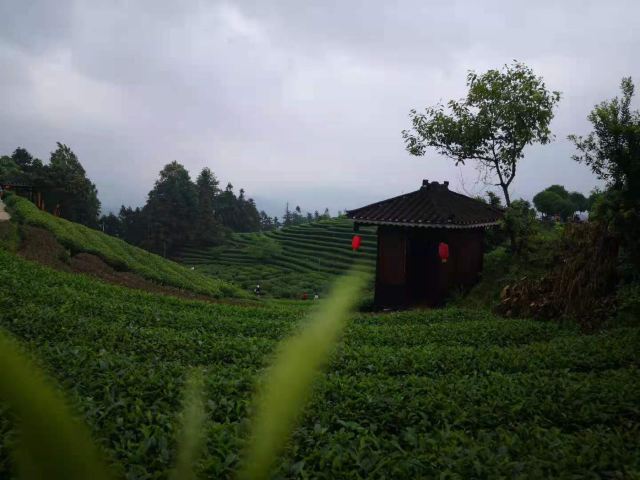 布央茶山旅游区旅行图片 3