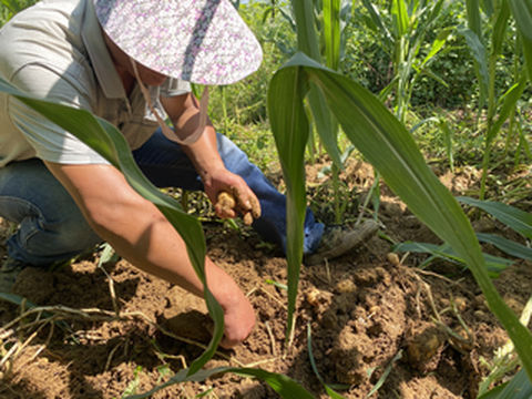利川避暑——归去来兮