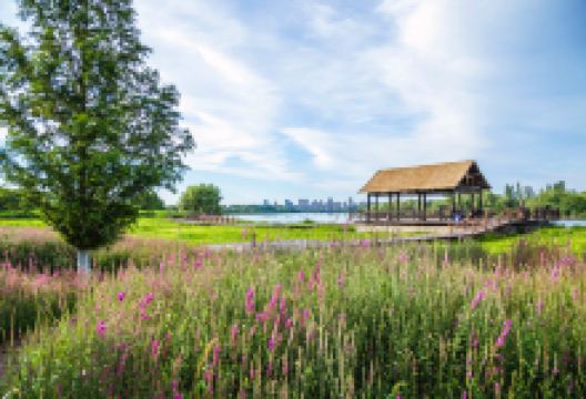 大运河森林公园景点图片