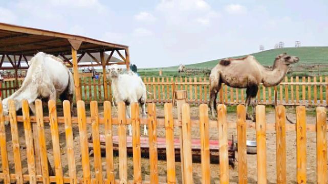 希拉穆仁草原呼格吉勒塔拉牧场