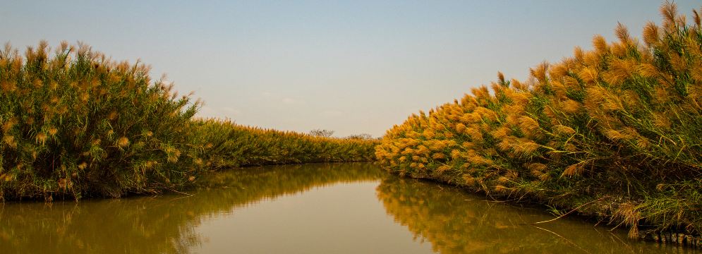 南沙湿地公园景点图片 11