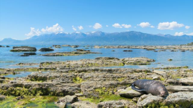 凯库拉毛皮海狮聚集区