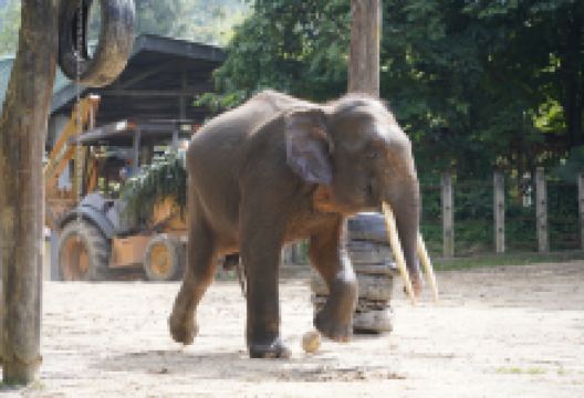 洛高宜野生动物园景点图片