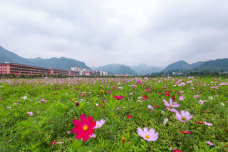 离重庆仅两个小时的避暑胜地，平均气温只有24度，还能体验原生态的田园生活