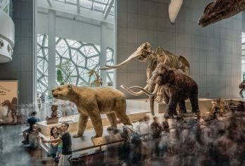 上海自然博物馆【大咖讲师讲解，孩子体会动物奥妙/可代买门票】【孩子放假想去的场馆：上海自然博物馆】