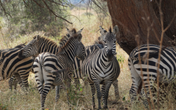 坦桑尼亚游记图片] 坦桑尼亚猎游记 3- 塔伦吉尔-大象，永不令人失望！