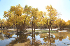 额济纳旗游记图片] 梦中有你-没有似锦繁花相拥没有雀鸣蝶舞相颂只有对生命的渴望每棵胡杨都用独特的方式诉说生与