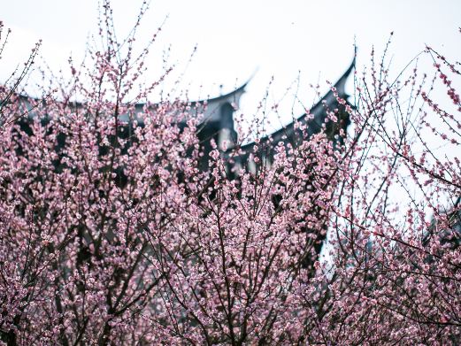 林阳禅寺