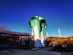和龙游记图文-全亚洲最大的白菜竟在这里？号称中国辣白菜第一村，距边境不到50公里