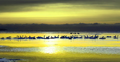 刚察游记图片] 大美青海 梦幻海北——高原海滨藏城刚察