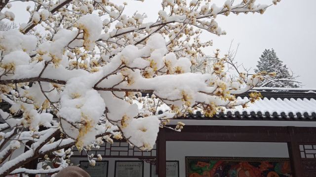 柳荫公园旅行图片 3