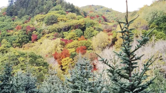 黑熊穀風景區
