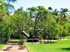 悉尼皇家植物园-悉尼-杨昊鑫