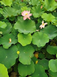 万寿公园-北京-YoYo_2W2Q3L5U