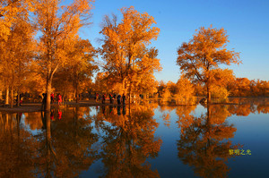 金塔游记图文-探天造奇观  寻最美黄叶                 作者  黎明之光